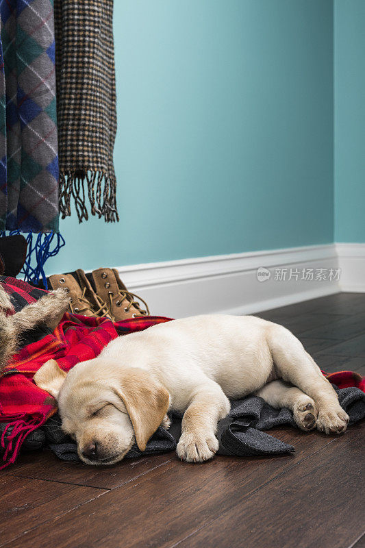 一只可爱的黄色拉布拉多小狗睡在冬天的外套和围巾碗- 5周大